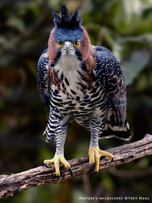 Photo:  Ornate hawk eagle